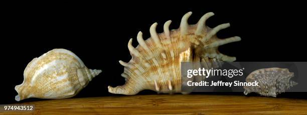 Two Three Shells Three Sea Shells Photos and Premium High Res Pictures - Getty Images