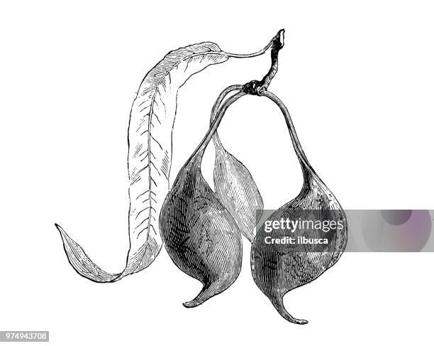 stockillustraties, clipart, cartoons en iconen met plantkunde planten antieke gravure illustratie: brachychiton rupestris, smal-gebladerde fles boom, queensland fles boom - baobab