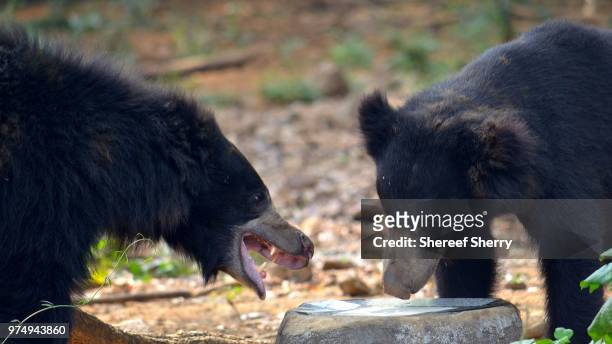 bear fight - vulnerable species stock pictures, royalty-free photos & images