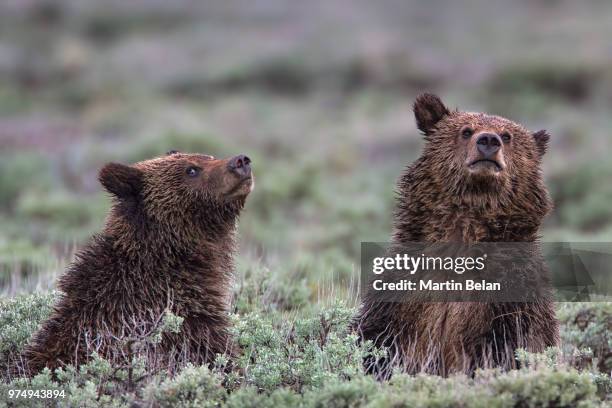 two young grizzly cubs. - omnivorous stock pictures, royalty-free photos & images