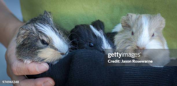 'guinea pig babies' - rabbit guinea pig stock pictures, royalty-free photos & images