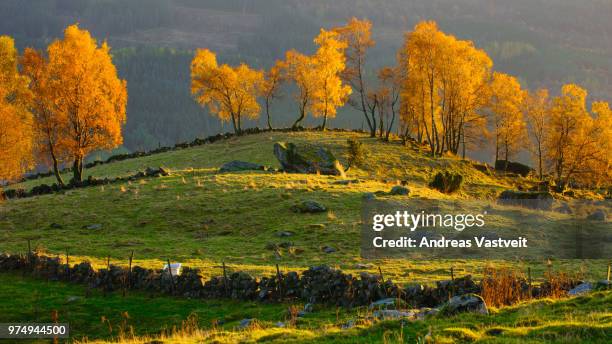 Holta 21 Holta Stock Photos, High-Res Pictures, and Images - Getty Images
