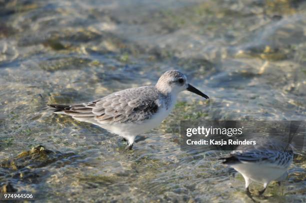 shortbillerd sowitcher - correlimos tridáctilo fotografías e imágenes de stock