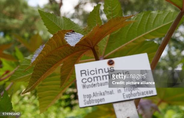 June 2018, Germany, Bochum: Castor bean or croton plants growing in a bed in the botanical garden at the Ruhr university. Photo: Bernd Thissen/dpa