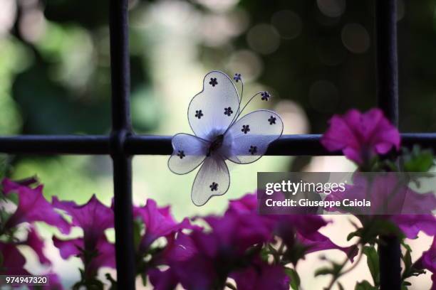 253 Caiola Stock Photos, HighRes Pictures, and Images Getty Images