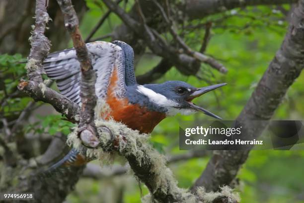 martin pescador grande - ringed kingfisher - pescador 個照片及圖片檔