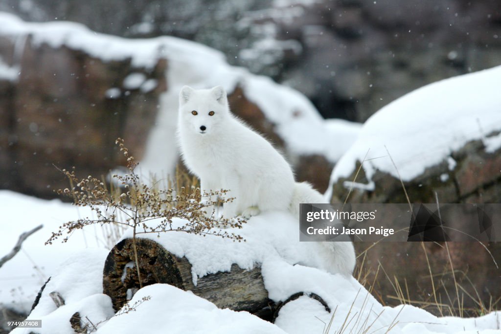 Arctic fox in snow