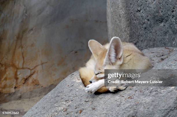 fennec fox - fennec - fotografias e filmes do acervo