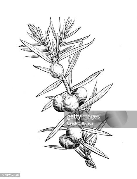 botanik pflanzen antik gravur abbildung: juniperus communis hibernica - juniper tree stock-grafiken, -clipart, -cartoons und -symbole