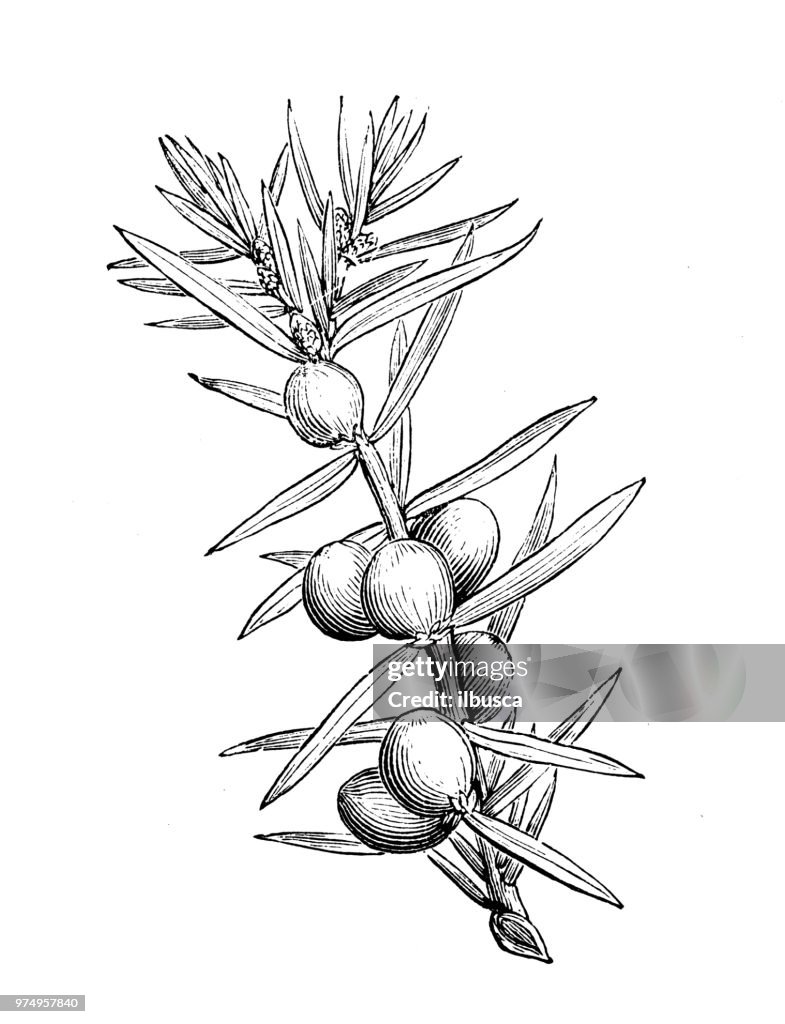Botany plants antique engraving illustration: juniperus communis hibernica