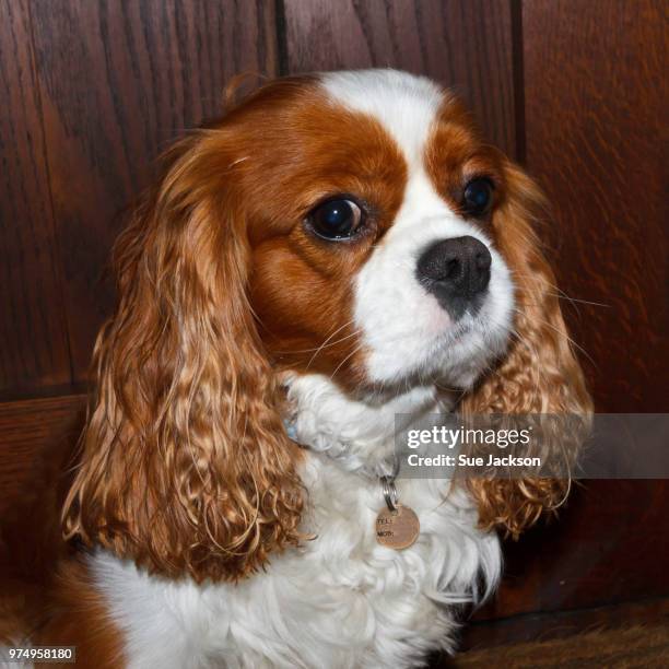 king charles spaniel called ben - charles jackson stock pictures, royalty-free photos & images