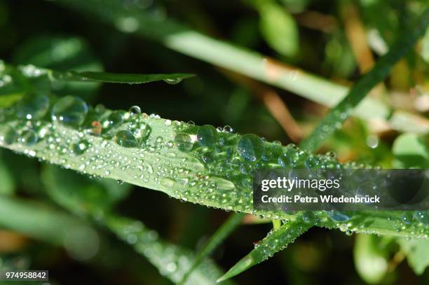 grashalm mit tropfen (blade of grass with drop) - tropfen bildbanksfoton och bilder