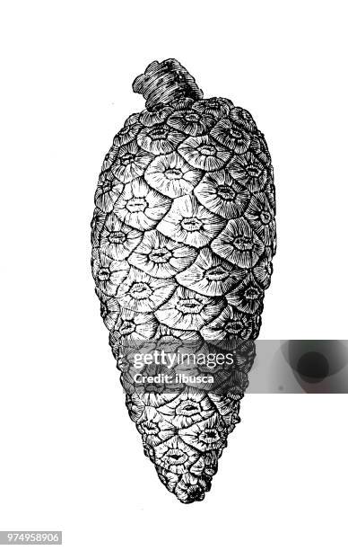 botanik pflanzen antik gravur abbildung: kiefer, pinus sylvestris - pine cone stock-grafiken, -clipart, -cartoons und -symbole