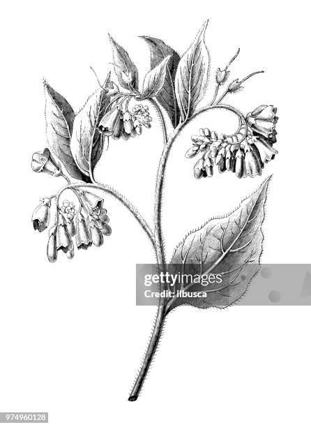 botany plants antique engraving illustration: symphytum asperum, rough comfrey, prickly comfrey - comfrey stock illustrations