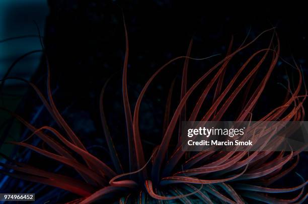 sebae anemone - sebae anemone stock pictures, royalty-free photos & images