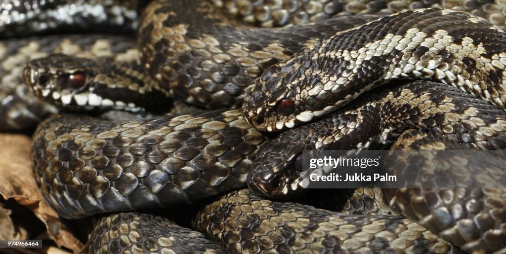 Common viper