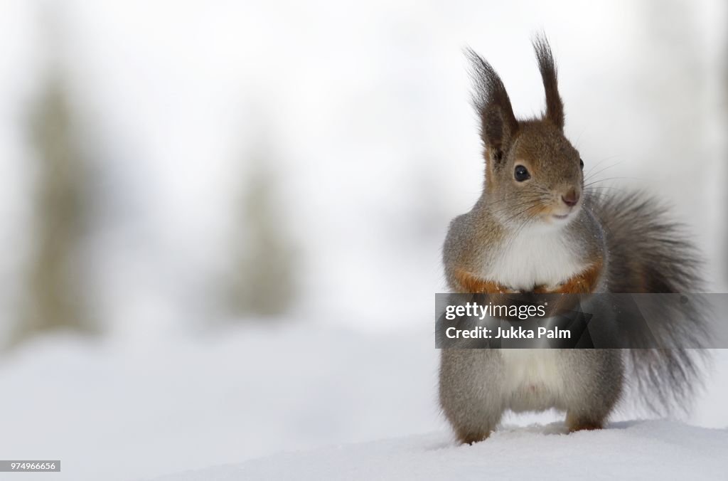 Red squirrel