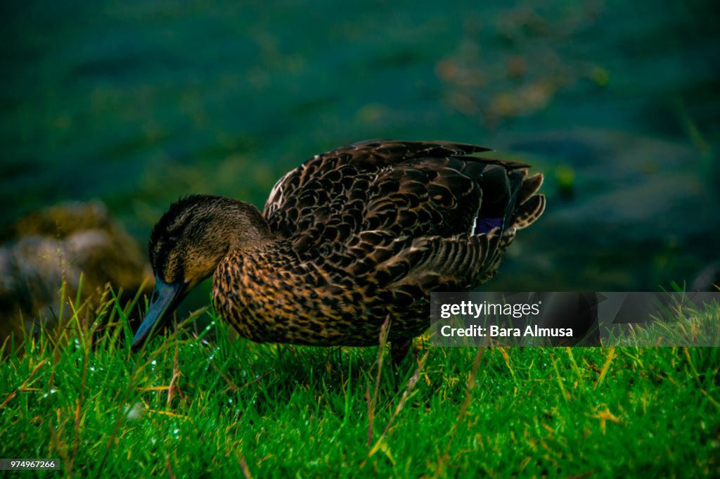 Baby duck
