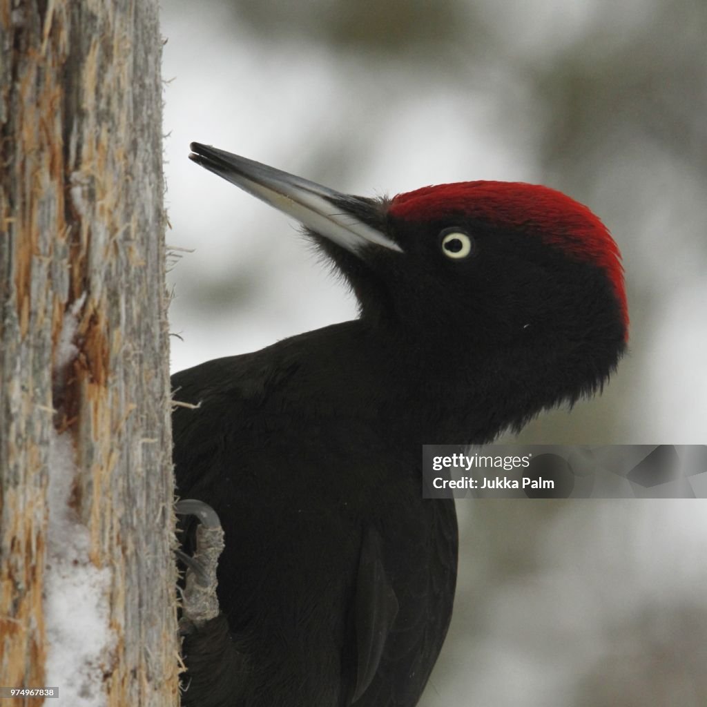 Black woodpecker