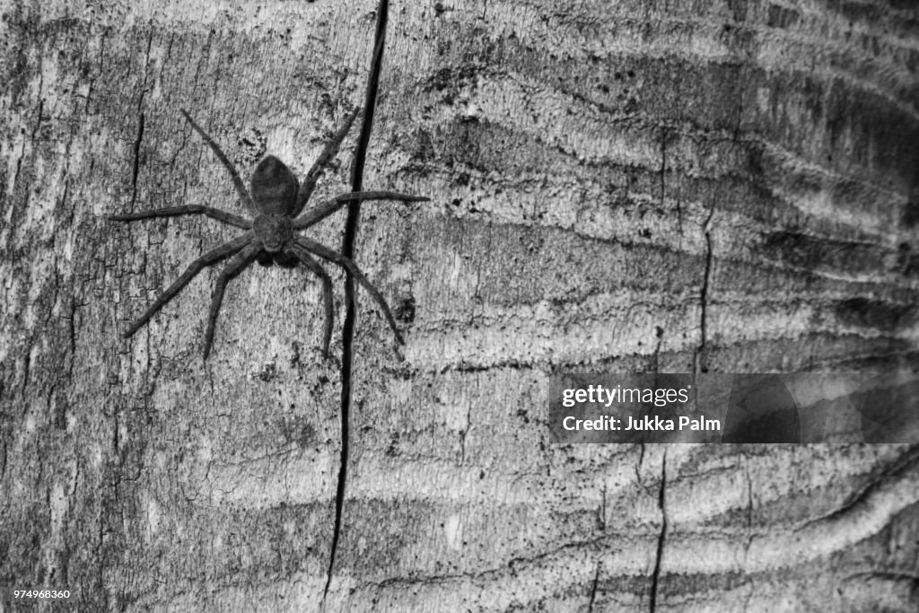 Spider
