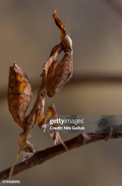 298 Ghost Insects Stock Photos, High-Res Pictures, and Images - Getty ...