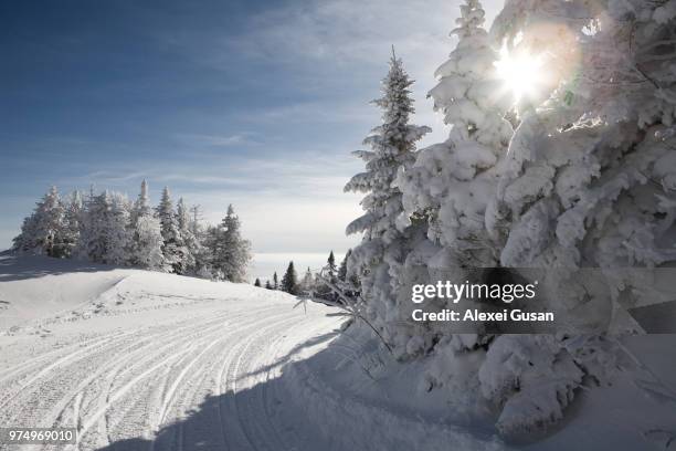 ski track in forest, mount orford, quebec, canada - quebec icy trail stock pictures, royalty-free photos & images