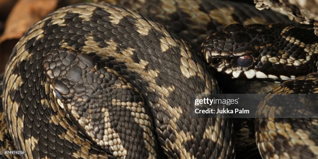 Common vipers