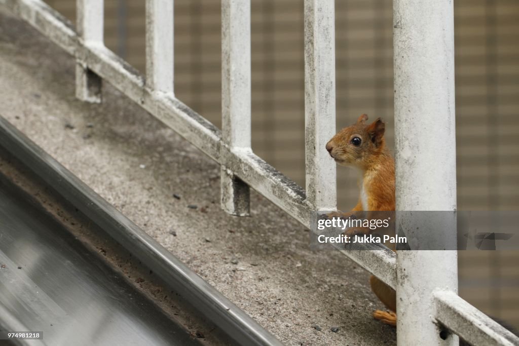 Urban squirrel