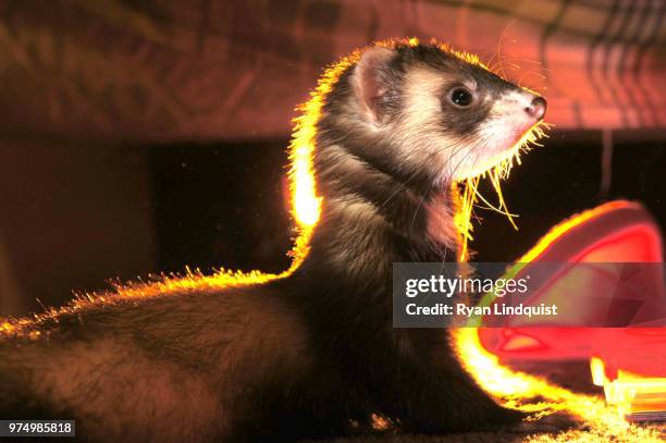 slynky the ferret - polecat stock pictures, royalty-free photos & images