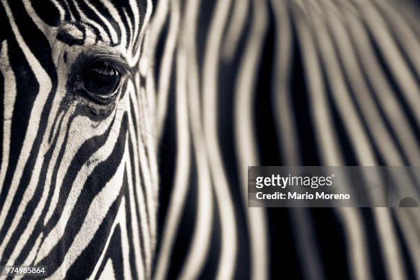 eye & stripes - grevys zebra stock pictures, royalty-free photos & images