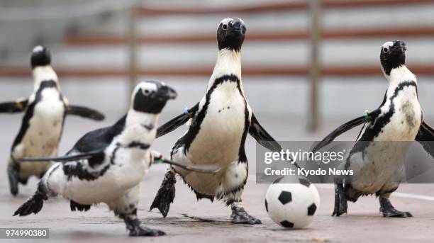 Penguins kick a mini football at Yokohama Hakkeijima Sea Paradise in Japan on June 14 ahead of the World Cup finals in Moscow. ==Kyodo