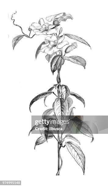 ilustraciones, imágenes clip art, dibujos animados e iconos de stock de botánica plantas antigua ilustración de grabado: thunbergia laurifolia, clockvine laurel, azul vid trompeta - magnolio