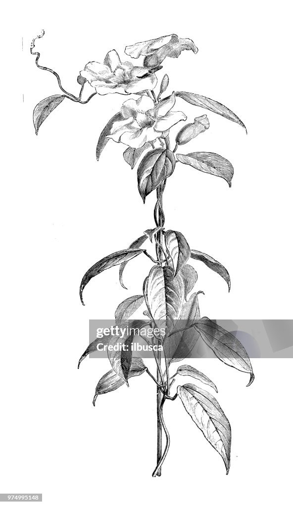 Botany plants antique engraving illustration: Thunbergia laurifolia, laurel clockvine, blue trumpet vine