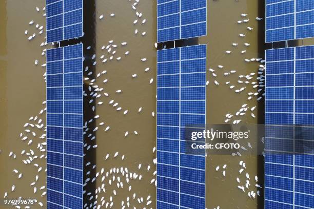 On June 14 binzhou city, shandong province, China, took aerial photography of a large-scale photovoltaic power plant, which combines traditional...