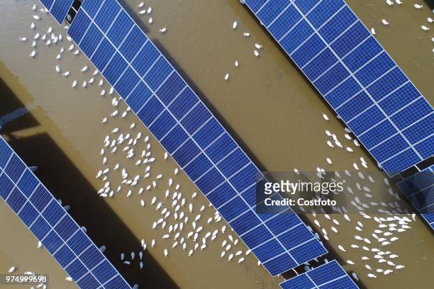 On June 14 binzhou city, shandong province, China, took aerial photography of a large-scale photovoltaic power plant, which combines traditional...