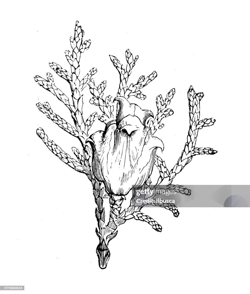 Botany plants antique engraving illustration: Platycladus orientalis, Chinese thuja, Oriental arborvitae, Chinese arborvitae, biota