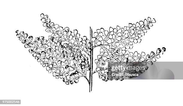 botanik pflanzen antik gravur abbildung: thyrsopteris elegans - elegans stock-grafiken, -clipart, -cartoons und -symbole