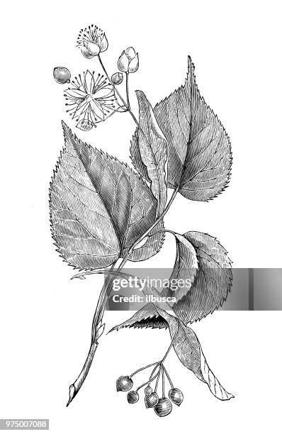 botany plants antique engraving illustration: tilia - lime tree stock illustrations