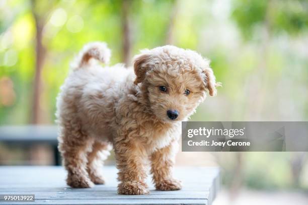 maltese dog standing on table, san diego, california, usa - maltese dog stock pictures, royalty-free photos & images