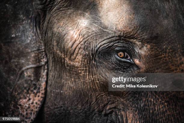 elephant - elephant eyes 個照片及圖片檔