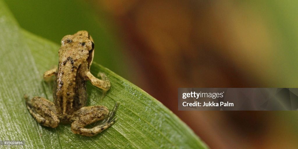 Common frog