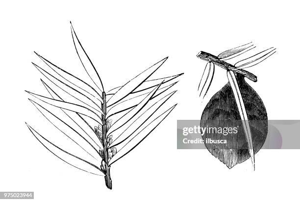 botany plants antique engraving illustration: torreya taxifolia, florida nutmeg, florida torreya, gopher wood, stinking yew, stinking cedar - yew tree stock illustrations