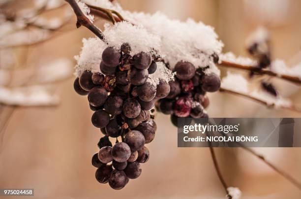 ice wine - ice wine stock pictures, royalty-free photos & images