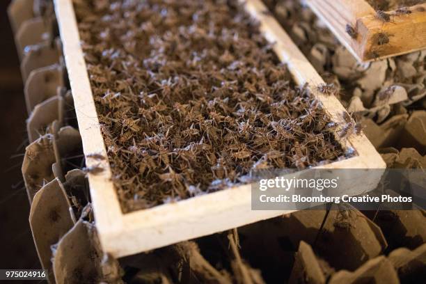 crickets swarm over a feeder tray at a farm - insect imagens e fotografias de stock