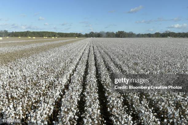 Cotton Rows Background Cotton Row Photos and Premium High Res Pictures - Getty Images