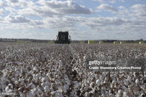 a cotton picker harvests cotton in a field at a farm - cotton plant stock pictures, royalty-free photos & images
