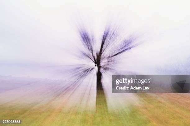 tree burst - adam ray stock pictures, royalty-free photos & images