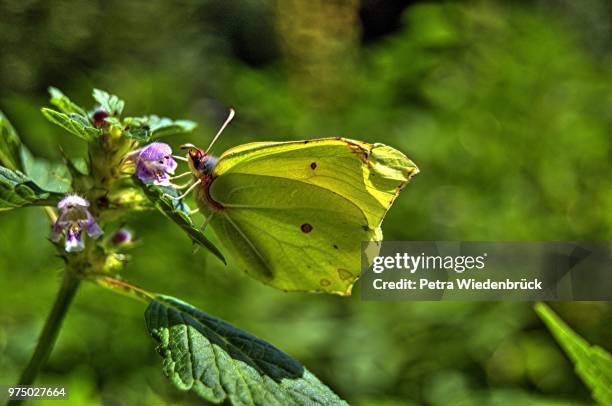 butterfly ( schmetterling ) - schmetterling stock pictures, royalty-free photos & images