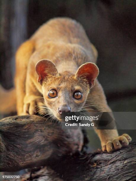 curiousity - fossa stock pictures, royalty-free photos & images