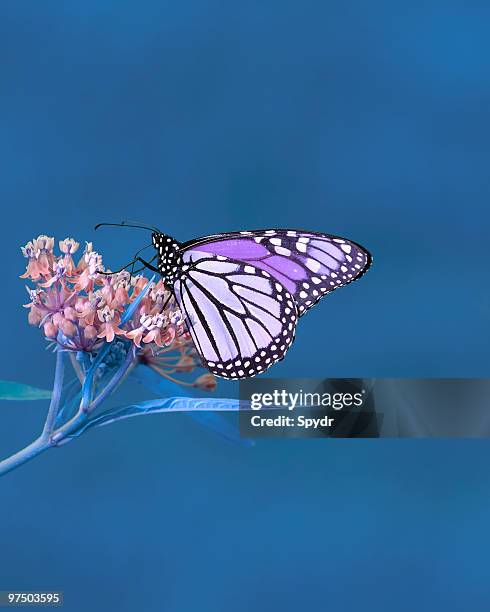 noch mehr natur in blues - butterfly milkweed stock-fotos und bilder